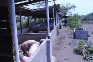 peternakan babi di bantul